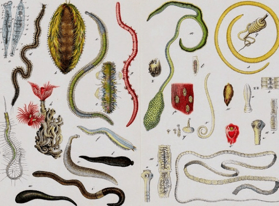 Types of parasites